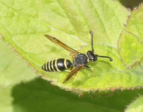 Réf. 283 457 : Odynerus sp.